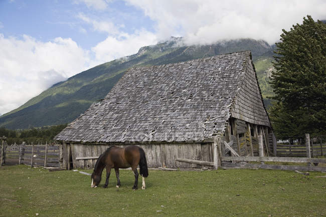 Horse grazing in grassy field by barn — Stock Photo