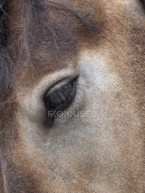 Vista de perto do olho de cavalo — Fotografia de Stock