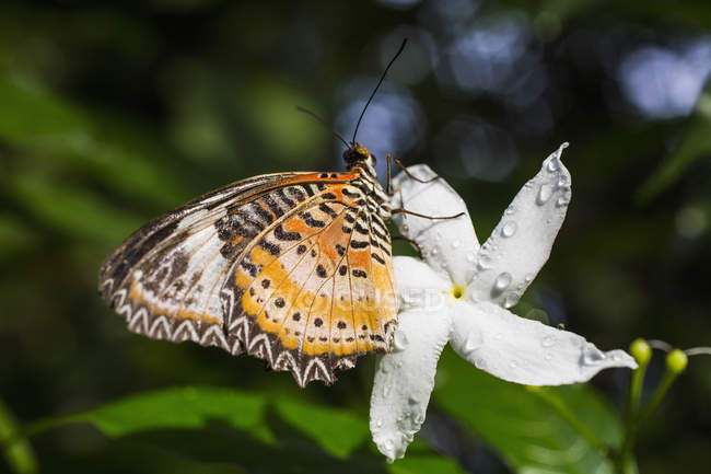 Vista de cerca de la mariposa descansando sobre la flor de jazmín blanco  fresco — Insectos, centrarse en el primer plano - Stock Photo | #178113688