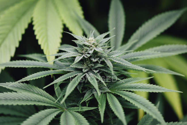 Gros plan sur les plants de marijuana poussant à l'extérieur — Photo de stock