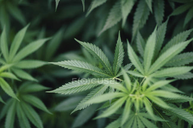 Vista de cerca de hojas de plantas de marihuana que crecen al aire libre - foto de stock
