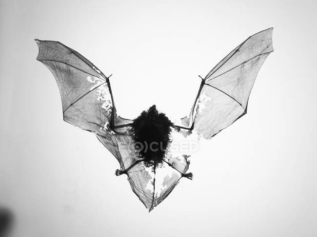 Vista de perto do fóssil de morcego com asas rasgadas contra fundo branco — Fotografia de Stock