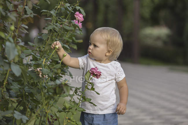 Menina bonito tocando rosa botão no parque — Fotografia de Stock