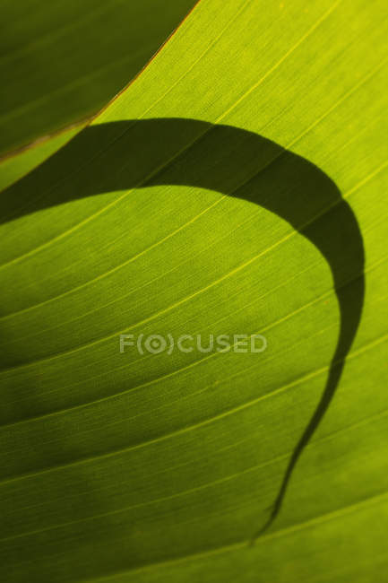 Vista ravvicinata di ombra su foglia verde — Foto stock