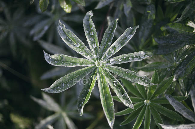 Directly above shot of dew drops on leaves — Stock Photo