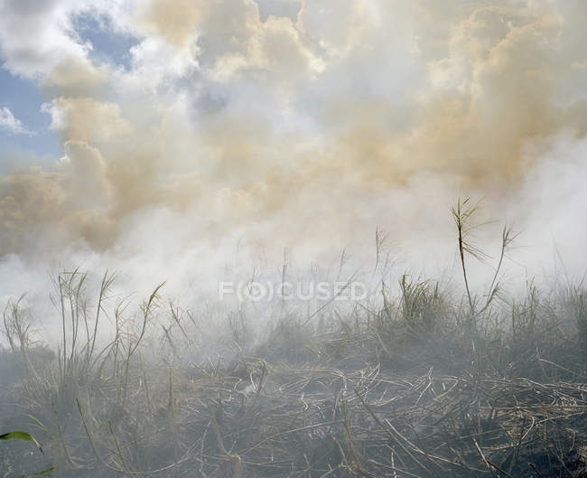 Вид на последствия пожара на природе — стоковое фото