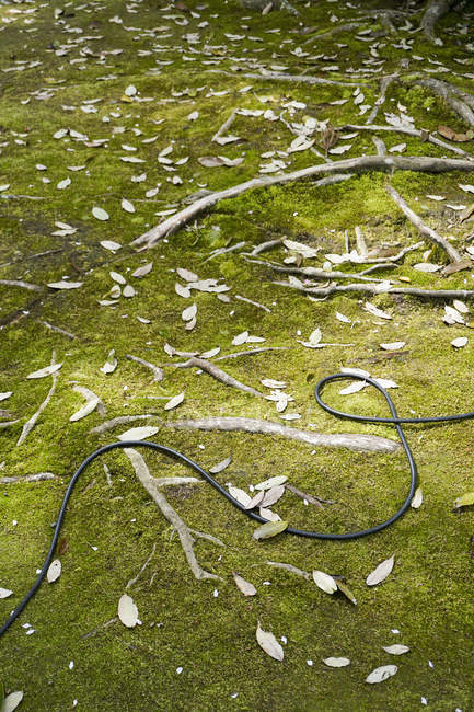 Vista ad alto angolo del cavo tra foglie cadute sull'erba, Kyoto, Giappone — Foto stock