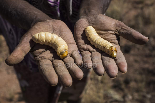 Midsection Of Man Holding Witchetty Grubs In Palms Outdoors Sunlight Stock Photo 178122658