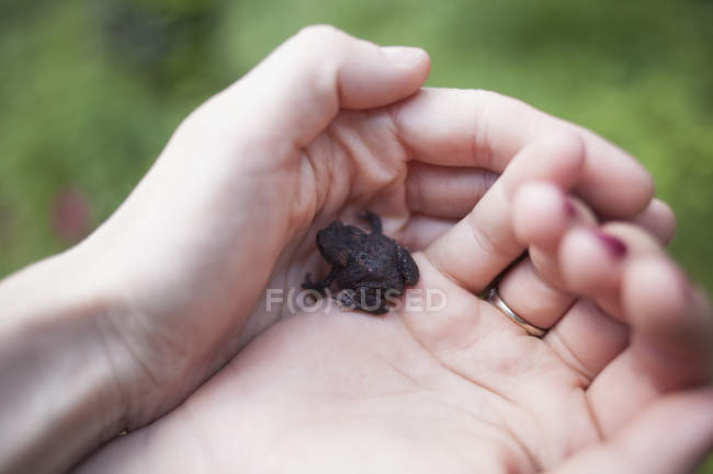 Immagine ritagliata di mani con coppa che tengono rana — Foto stock