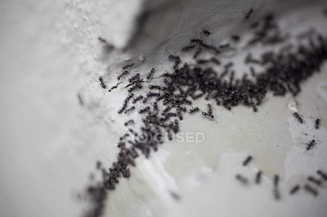 Colony of black ants moving in row — Stock Photo