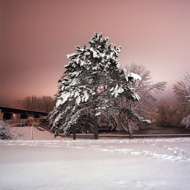 Long exposure shot of snowy tree at winter landscape in night — Stock Photo