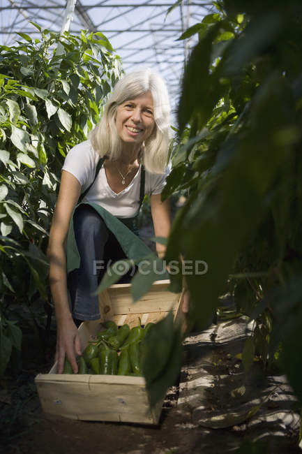 Frau kauert im Gewächshaus mit grünen Paprika — Stockfoto
