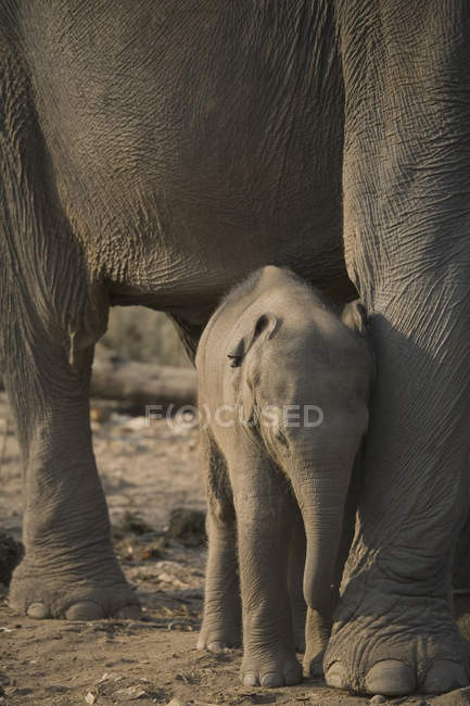 Vitello elefante africano appoggiato alla gamba genitore in natura — Foto stock