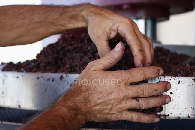 Manos masculinas manipulando uvas trituradas en viñedo - foto de stock