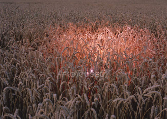 Campo de maíz con luz rosa brillante - foto de stock