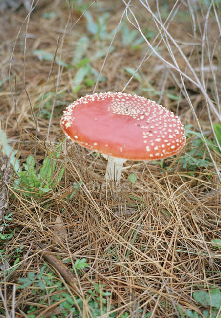 Big fly agaric growing in forest — Stock Photo