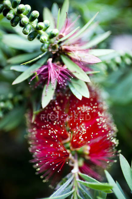 Close up view of Crimson Bottlebrush shrub — Stock Photo