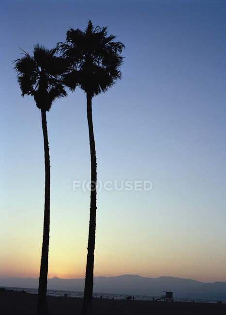 Silhuetas de palmeiras ao entardecer — Fotografia de Stock