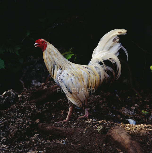 Vista laterale del pollo che cammina sulla natura — Foto stock