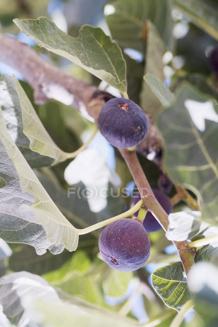 Figs growing on tree branches — Stock Photo