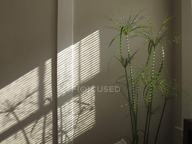 Pianta di papiro a strisce con luce solare e ombra attraverso persiane, riflessa sulla parete — Foto stock