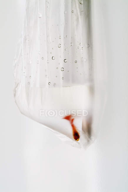 Close up view of goldfish in plastic bag on white background — Stock Photo