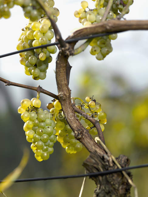 Виноград пучки росте на винограднику — стокове фото