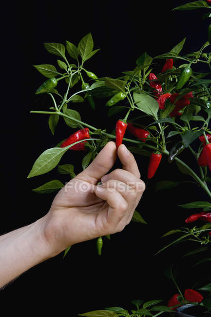 Crop male hand picking chili pepper from plant — Stock Photo