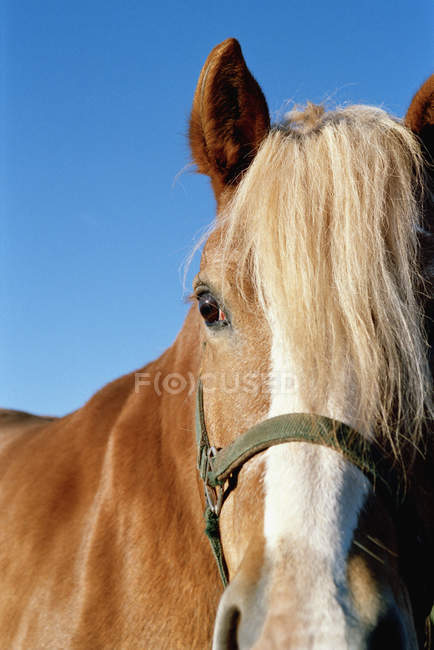 Portrait of young horse over blue sky — Stock Photo