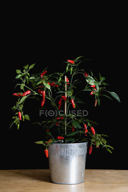 Chili plante sur la table sur fond noir — Photo de stock