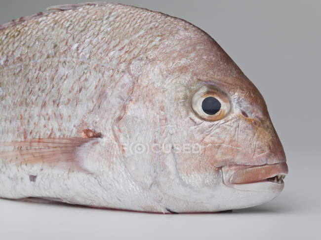 Close up view of red sea bream on white background — Stock Photo