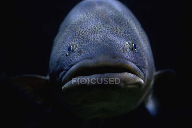 Vista frontal de peces tropicales sobre fondo negro - foto de stock