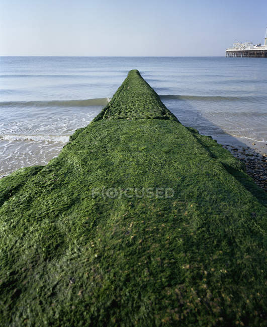 Breakwater covered with algae on seaside at summer day — Stock Photo
