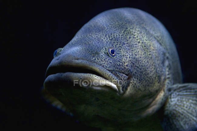 Portrait of tropical fish on black background — Stock Photo