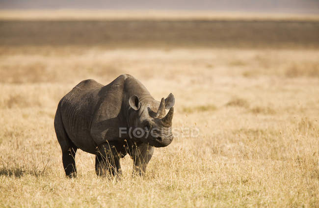 Front view of rhinoceros on sunlit dry field — Stock Photo