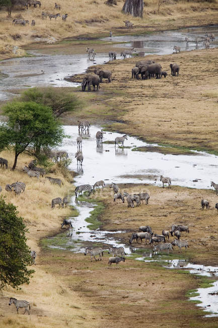 Vista aérea lejana de los animales de safari en el río - foto de stock