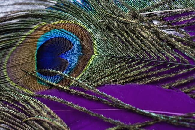 Full frame shot of colorful peacock feather — Part Of, purple - Stock Photo  | #180086646