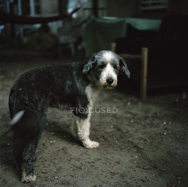 Rurale cane randagio guardando la fotocamera — Foto stock
