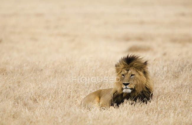 Leone sdraiato nel campo safari — Foto stock