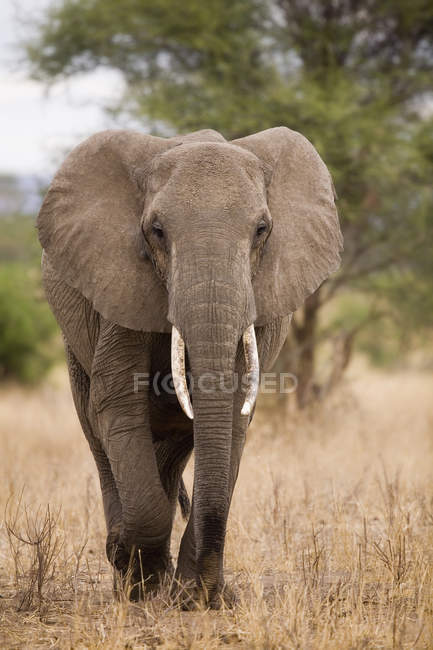 African Elephant Walking On Nature And Looking At Camera Mammal Safari Animals Stock Photo