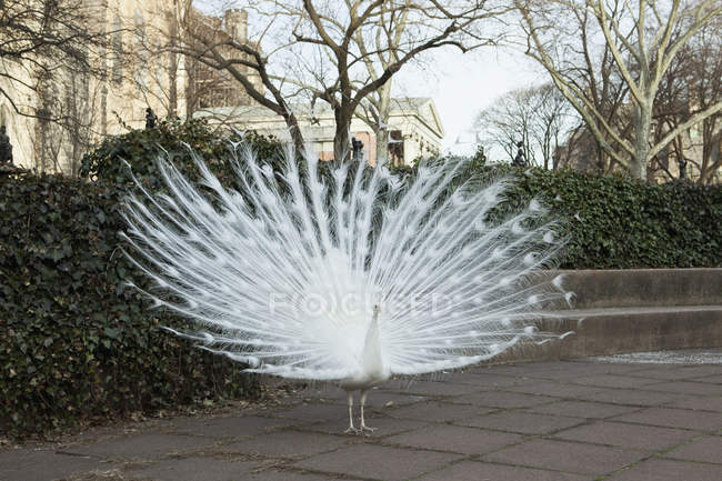 Pavo real blanco con plumas, Brooklyn, Nueva York, NY, EE.UU. - foto de stock