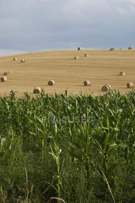 Paesaggio delle colture di mais e balle di fieno in campo — Foto stock