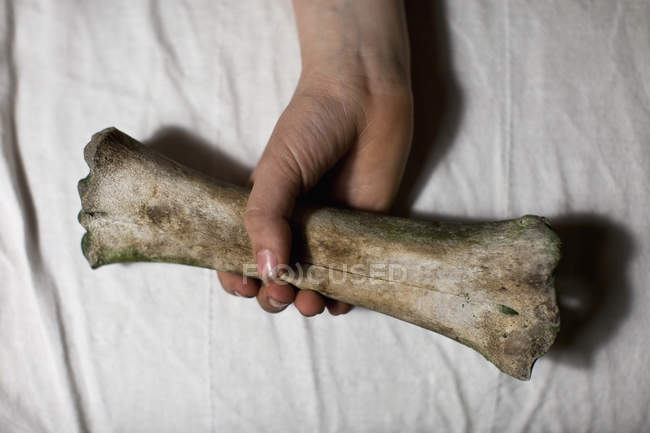 Cosecha mano sosteniendo hueso animal - foto de stock