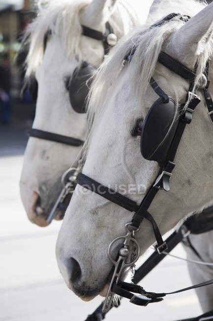 Crop two white horses in rig — Stock Photo