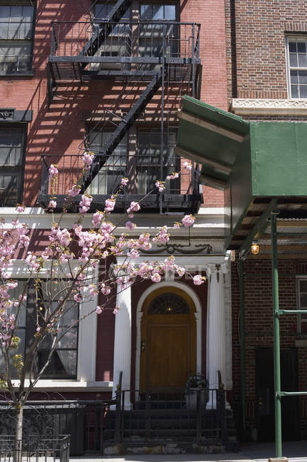 Rami in fiore sulla facciata dell'edificio — Foto stock