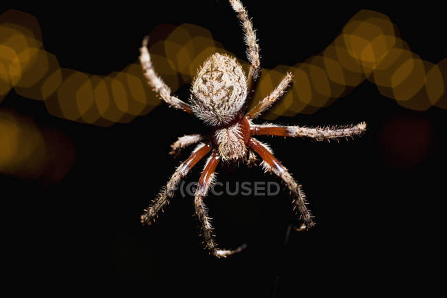 Крупный план паука на фоне ночного света — стоковое фото
