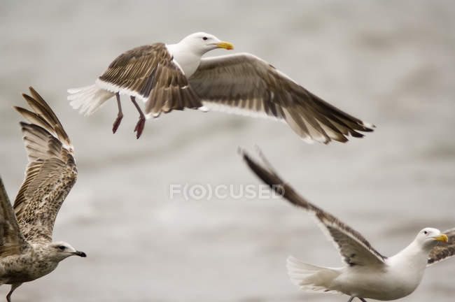 Vista lateral de três gaivotas em voo — Fotografia de Stock
