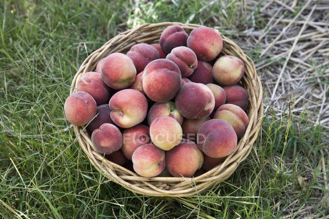 Basket of fresh harvested peaches on ground — Stock Photo