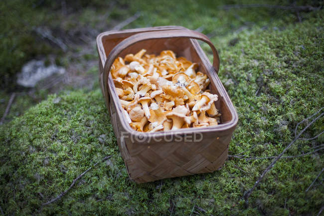 Close up view of fresh mushrooms in basket on moss — Stock Photo
