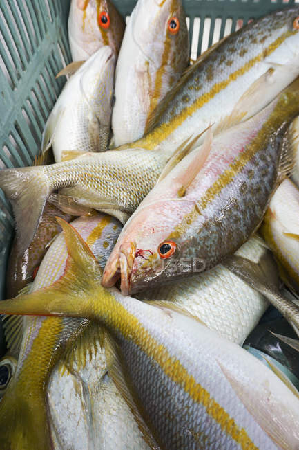 Close up view of fishes in basket — Stock Photo